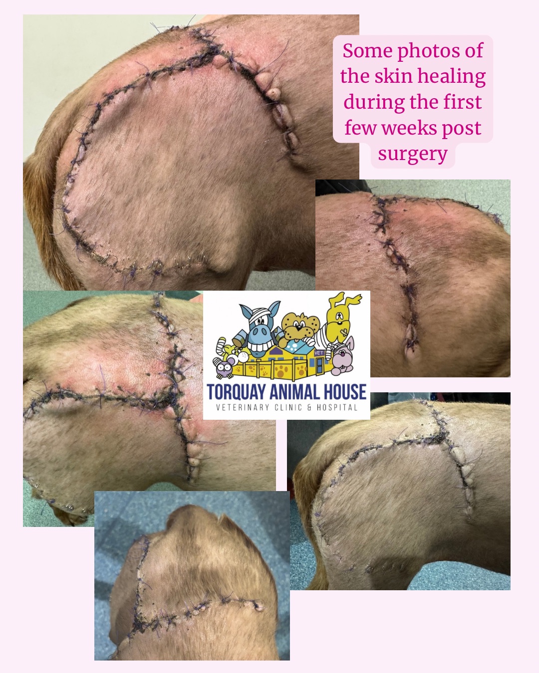 Wound healing process