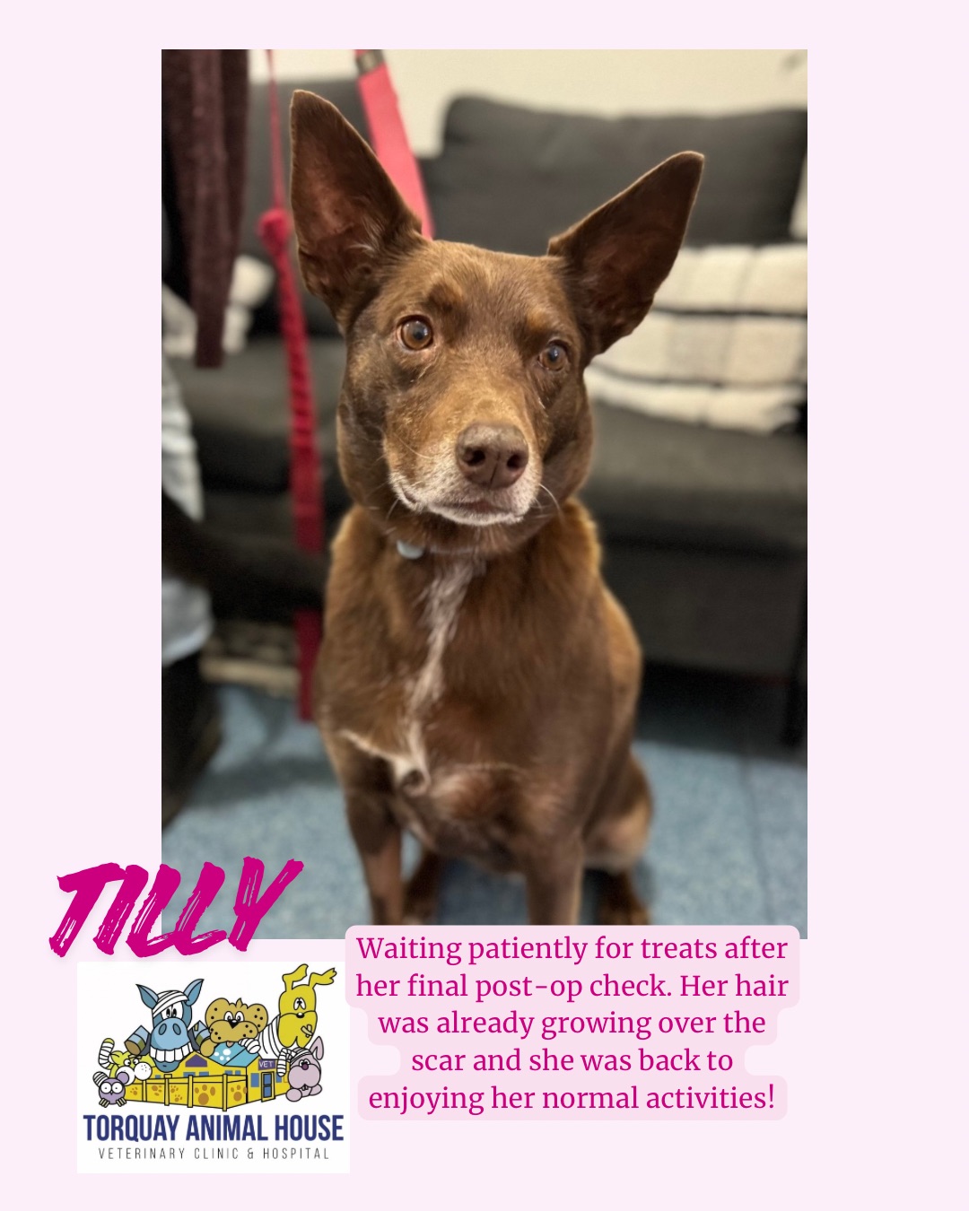 Tilly all recovered from surgery