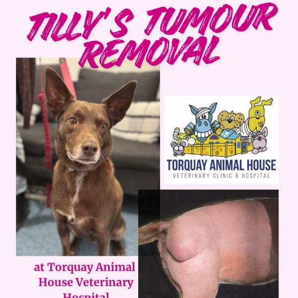Tilly surgery patient at Torquay Animal House Vets