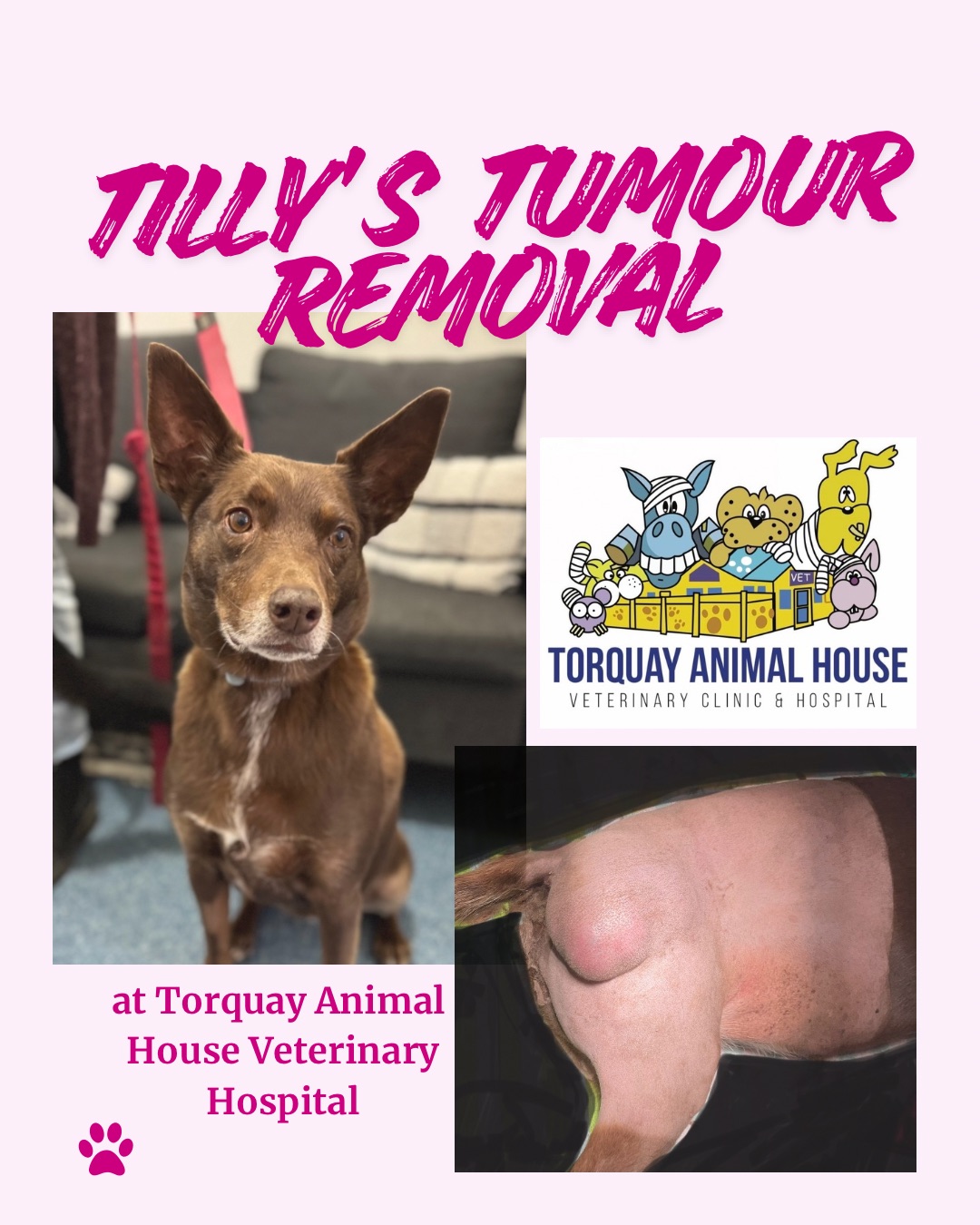 Tilly surgery patient at Torquay Animal House Vets