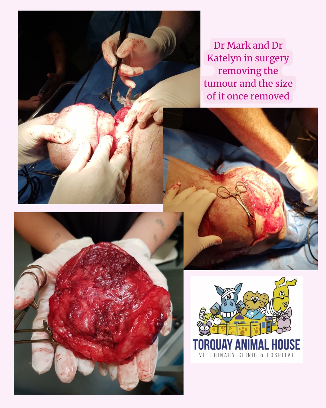 During surgery at Torquay Anima House Vets
